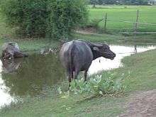 Water buffalo near a pond