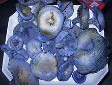 About two dozen blue mushroom of varying sizes on a plate.