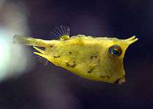 A bright yellow boxfish swims with its pectoral fins only.