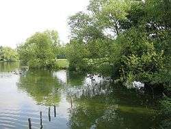 Lake surrounded by trees in Billericay