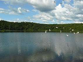 Lake with forest in background and flying white waterbirds