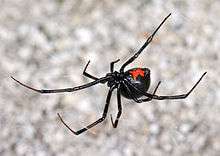 A black widow spider with a red hourglass marking.