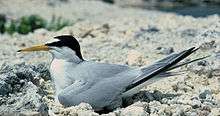 A small tern with a black cap and yellow beak sits on the sand.