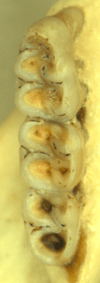 Three molars in a bone, with broadly connected cusps.