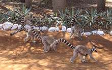 A small group of five ring-tailed lemurs walks as a group along a dirt road