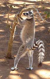 A Ring-tailed Lemur stands upright, holding the young tree and sniffing it, in preparation for scent-marking