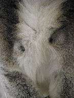 Close-up of the chest of a male ring-tailed lemur showing one black scent gland above each armpit