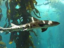 Photo of a leopard shark swimming in front of kelp; many other fish are in the background
