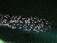 Photo showing detail of calcite rafts on surface of water in Carpinteria Reservoir