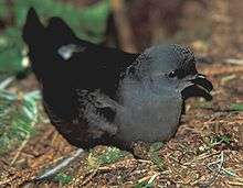A black storm-petrel sits on the ground while looking right.