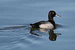 A black-and-gray duck with a yellow eye swims on calm water