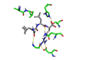 Crystal structure of Leupeptin (silver) in the Trypsin (green) binding pocket.