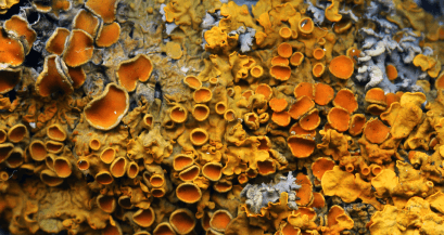 close-up of orange lichen