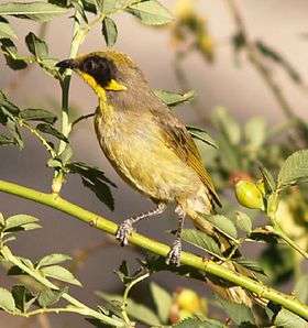 Purple-gaped honeyeater perched on a branch