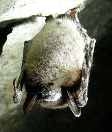 A small outcropping of rock from a wall in a cave is at the top, from which a bat hangs upside down, clutching the rocks edge with its claws. The bat's wings are folded and pressed close to its side, and its body is covered in white fur except at its head and shoulders, where the fur is brown, and its long, brown, leathery ears jut down. Its nose and mouth are surrounded and covered by a white, powder-like substance, as are parts of its wings and ears.