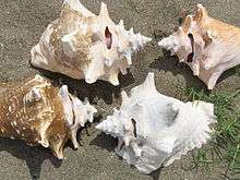 Four queen conch shells, all have a hole in the spire of the shell