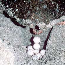 A female loggerhead sea turtle from the back, laying eggs into the hole it has dug