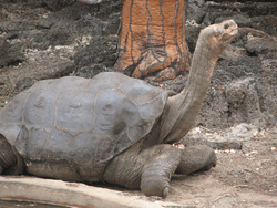 Tortoise of the C. abingdonii species has a distinctively saddle-shaped shell that flares above the neck and limbs.