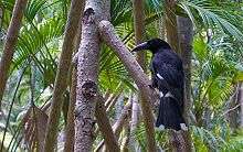 a black crow-like bird perched in a palm forest