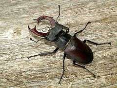 View of a male specimen of the insect stag beetle