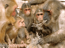 Macaque primates