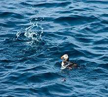 A puffin floating on the sea