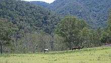 A small group of horses just visible at the end of a field with tall forested hills behind them