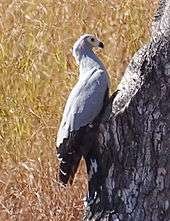 Madagascar harrier-hawk sits perched over a tree hole.