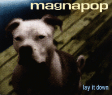 A blurry photograph of a white dog facing the camera standing on a wooden porch with the word "magnapop" written in yellow in the top right corner and "lay it down" written in blue in the bottom right.