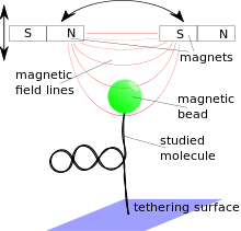 Molecule attached to a tethering surface and a magnetic bead. The bead is placed in a magnetic field gradient that exerts a force on the bead.