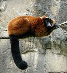 Red ruffed lemur lying on a rope, resting head on overlapping hands
