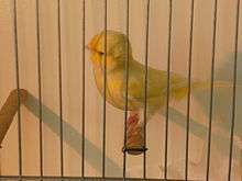 Clear buff Australian plainhead canary, not colourfed