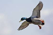 A pale duck with a rusty chest, a green head and dangling orange feet flies against a blue sky.  One short feather is projecting out about halfway along the leading edge of each wing.