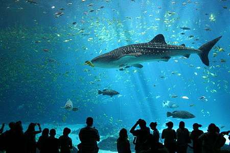 Aquarium photograph of whale shark in profile with human-shaped shadows in foreground