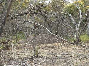 Mallefowl nesting-mound in mallee woodland