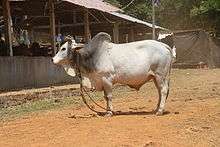 a humped white bull, with grey on the shoulders