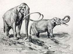 Drawing of a pair of mammoths; one has short tusks, and the other's are long and curved.