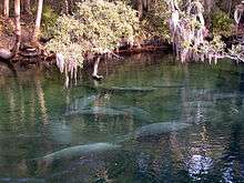 A short run produced by a spring: clear water with several manatees near the surface and trees on the far bank a dozen yards (11 m) away