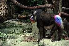 A mandrill displays his exotic coloring.