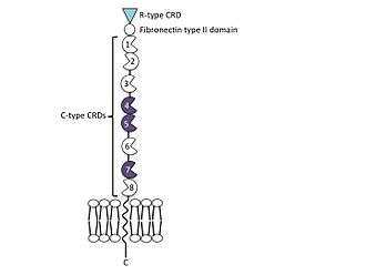 The extracellular portion of the mannose receptor contains an N-terminal cystein-rich domain, a fibronectin type II domain and 8 C-type carbohydrate recognition domains. This is followed by a transmembrane region and a short cytoplasmic C-terminal tail