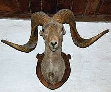 The head of a sheep with long, curved horns is mounted on a wooden plaque hung on a wall as a hunting trophy