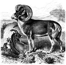 An old engraved print of a sheep with very large curved horns, pictured in profile. The wool is short and the color of the abdomen and head are darker than the legs and neck.