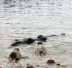 Photo of 6 seals at surface next to shoreline