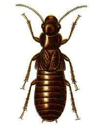The giant northern termite is the most primitive living termite. Its body plan has been described as a cockroach's abdomen stuck to a termite's fore part. Its wings have the same form as roach wings, and like roaches, it lays its eggs in a case.