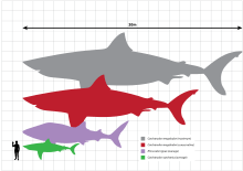 Drawing comparing sizes of Megalodon, great white shark and a man, Megalodon is 18m long and great white 6m.