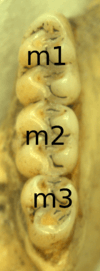 Three molars in a bone, with narrowly connected cusps, labeled m1, m2, and m3 from the top down.