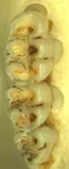 Three molars in a bone. The cusps are broadly connected.