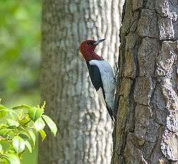  Side view woodpecker with a red head, white belly, and black and white wings.