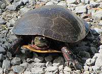 A midland painted turtle standing on rocky ground and facing the viewer.