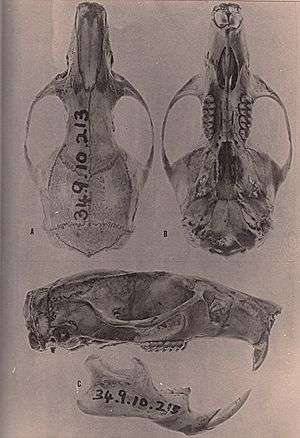 Skull of a rodent, seen from above, below and the side. The mandible is also shown seen from the side. The text "34.9.10.213" is written on the roof of the skull and the body of the mandible.